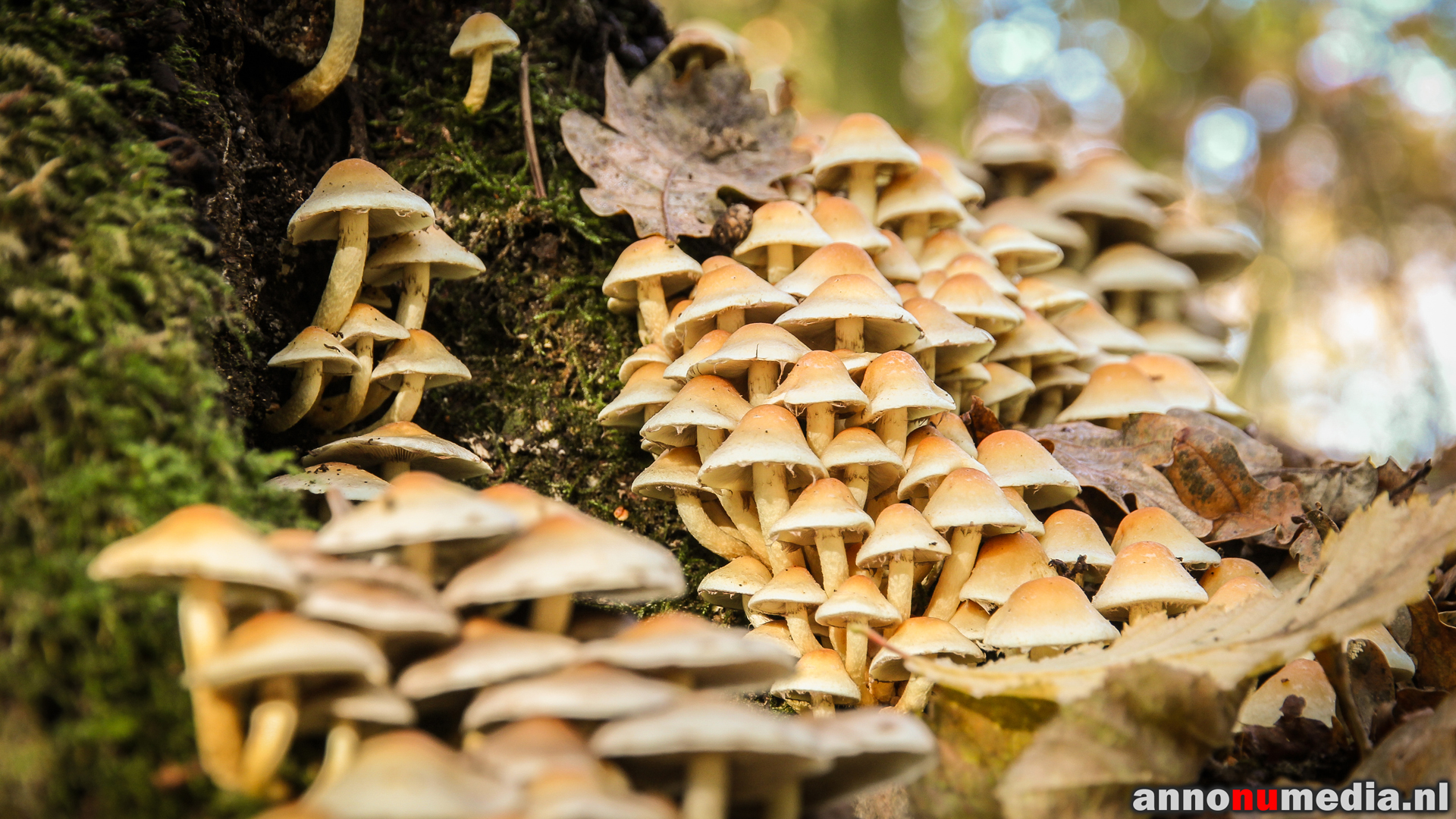 An audience of mushrooms